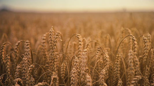 Fuel for the Mind: The Remarkable Role of Fibre in Supporting Mental Health