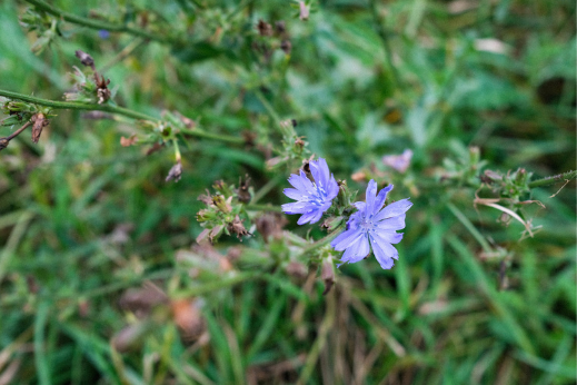 Chicory root - what it is and why we use it