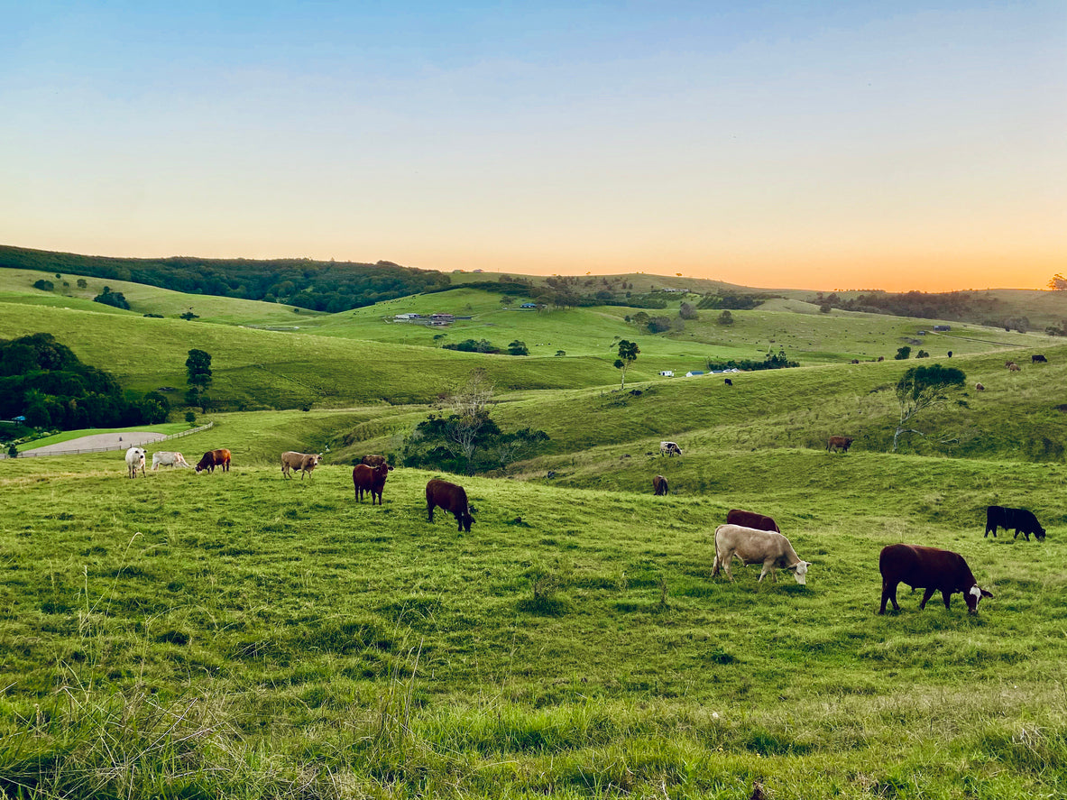 Unlock the Benefits of CLA: What You Need to Know About 100% Grass-Fed Beef